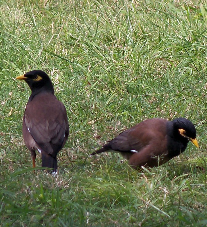 Common Myna Pair