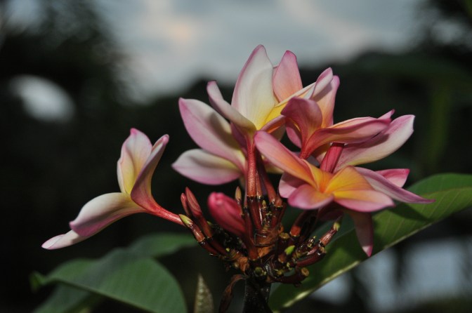 Plumeria Flowers