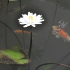 Living with Alzheimer’s