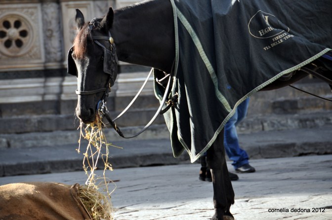 Florentine Horse