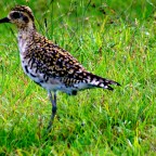 Dim Sum In Chinatown