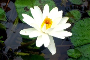 Water Lily