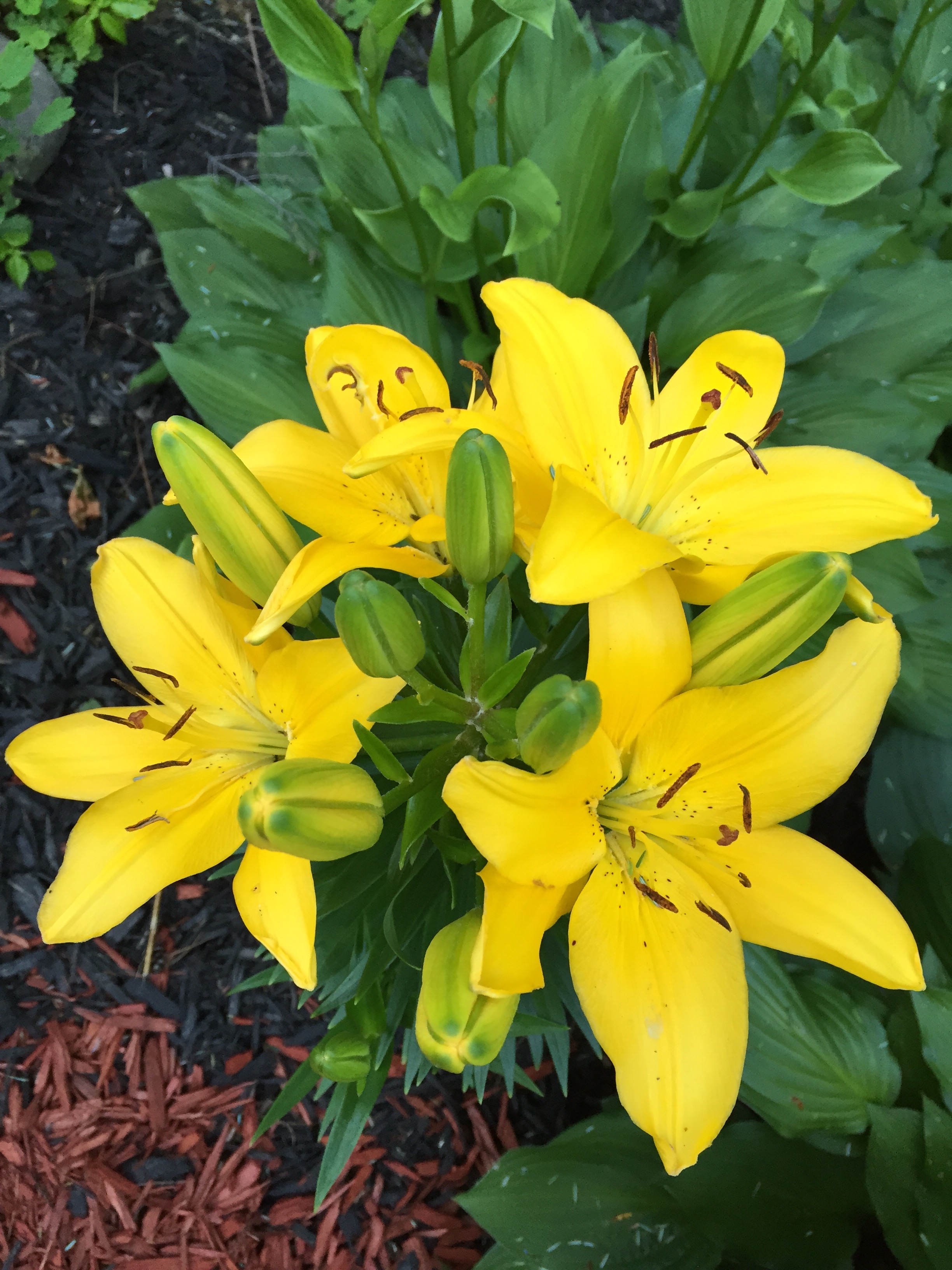 Electrical Banana-Daylily