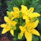 Electrical Banana-Daylily