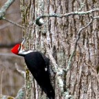 Good Morning America