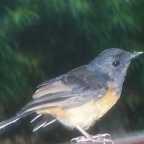 Happy St. Patrick’s Day