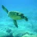 Boogie Board Fever at Kailua Beach