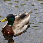 A Ravenous Routine- Reflecting Inside and Outside the Bog Or Survival of the Quickest