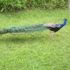 The Legend of Paka and Noe