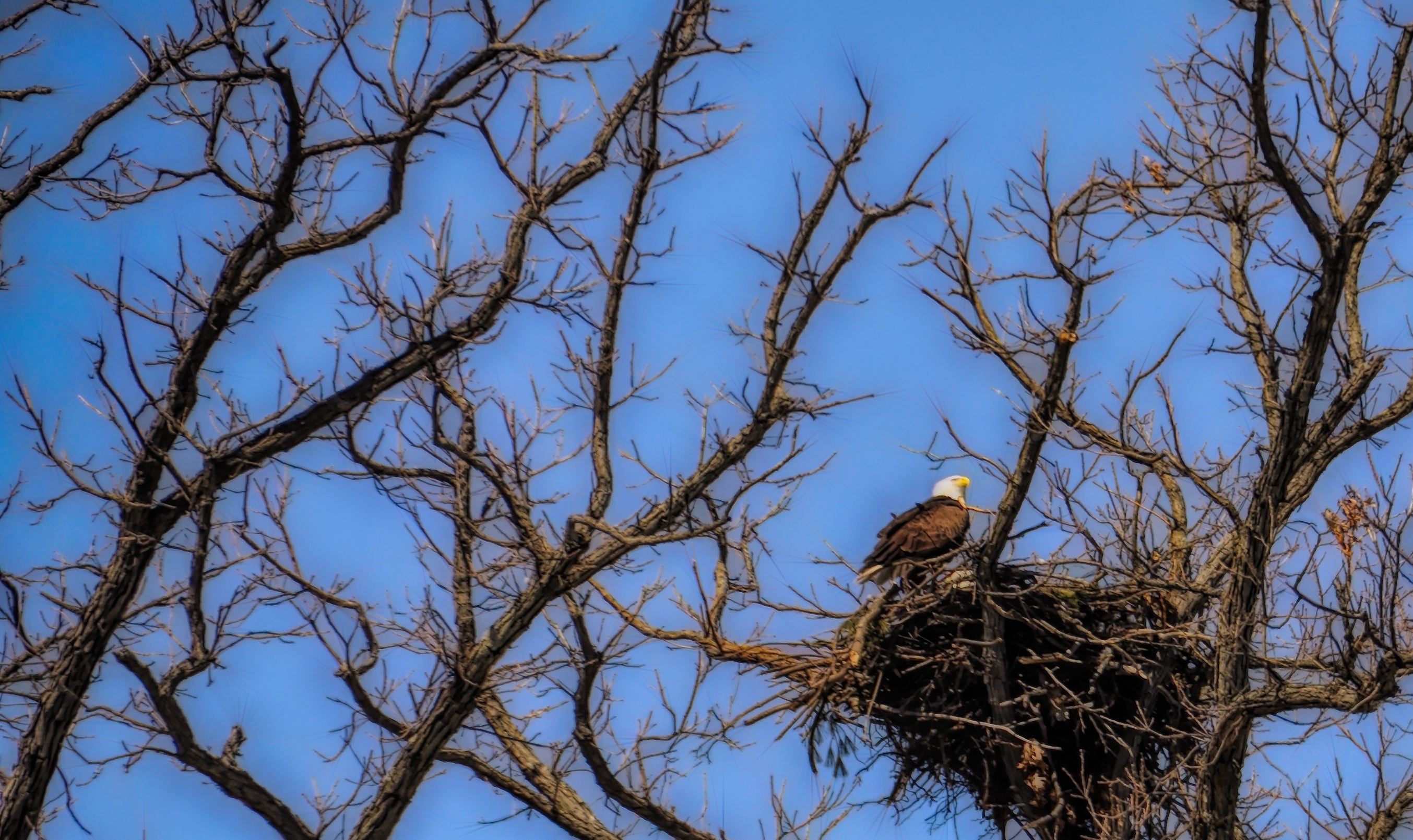 The Nest Was Finished