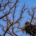 The Nest Was Finished