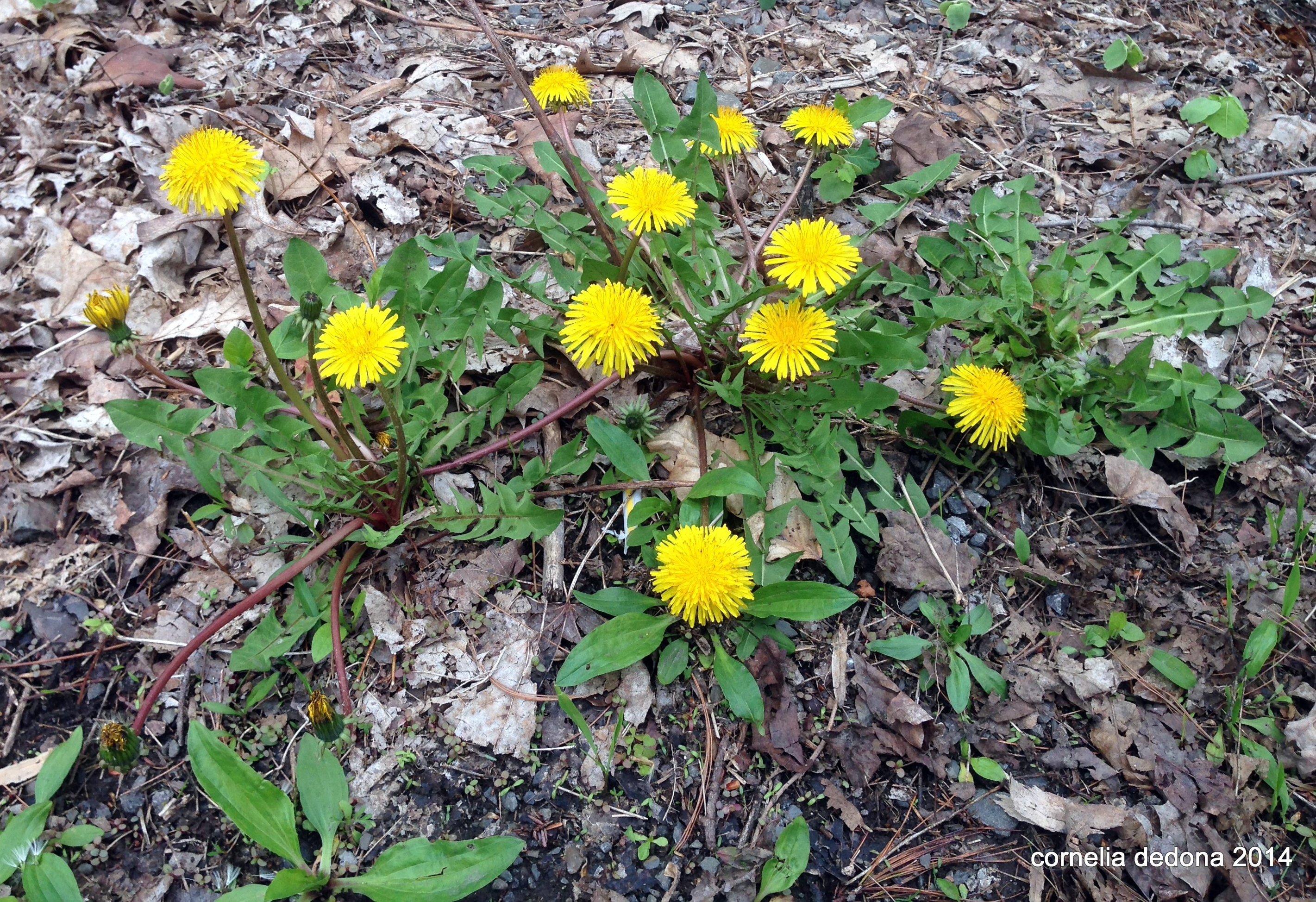 Wild Dandelions, CATS, And Despots