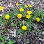 Wild Dandelions, CATS, And Despots