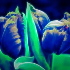 Riding The Virtual COVID-19 Bullet Train