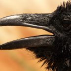 To The Gnat That Died On My Forehead During the Hike Today