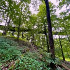 When Tommy Snatched the Rose out of Rosendale