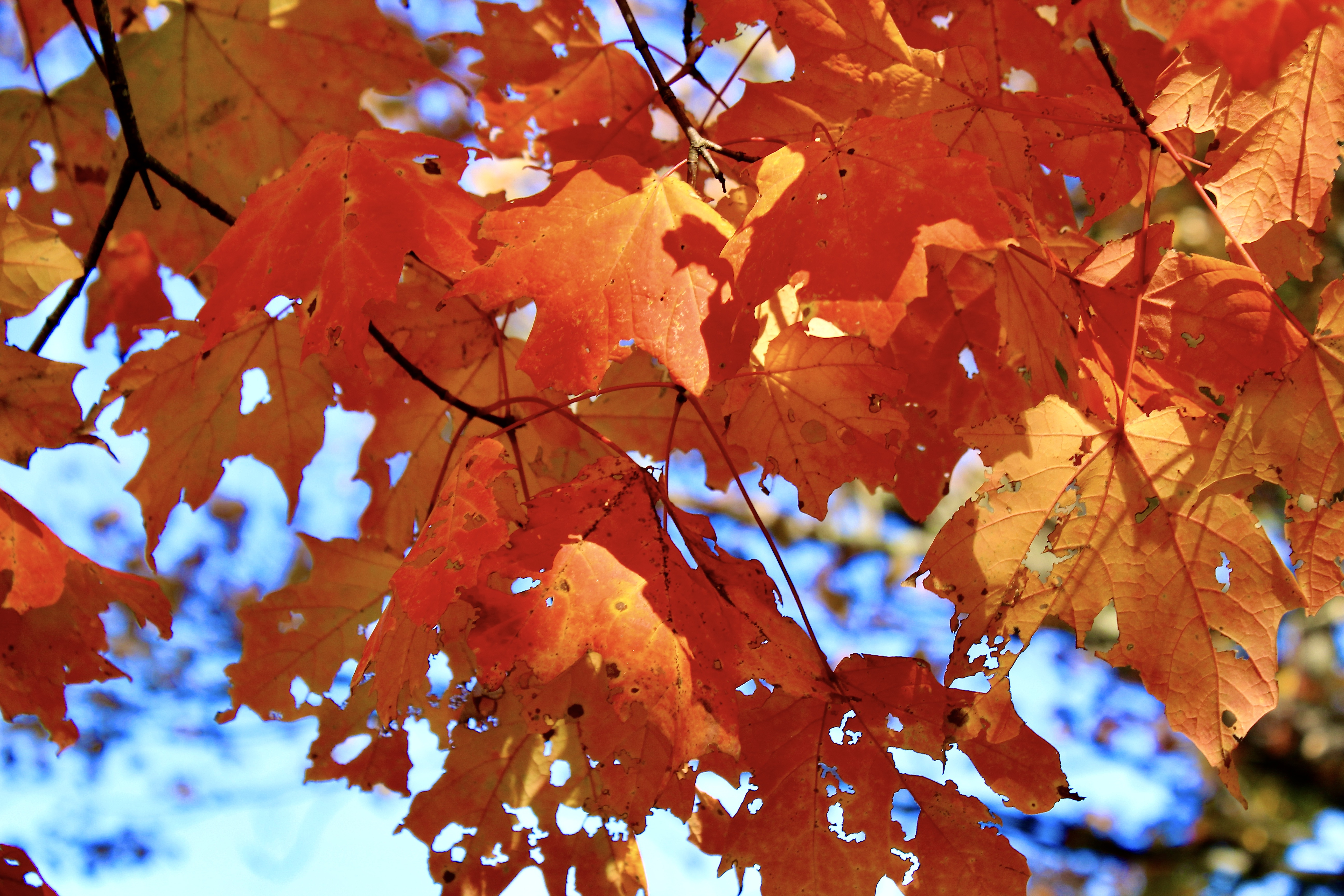 A Spell of Falling Leaves